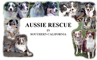 Australian Shepherd Rescue