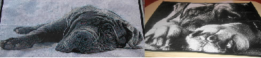 Advertisement Example