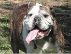Bulldog