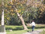 Central Park Dog Park