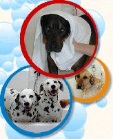 Doggie Spa