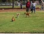 Fullerton Pooch Park