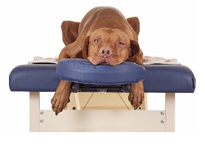 Pet Massage Therapy