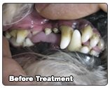 Dog Dental Care